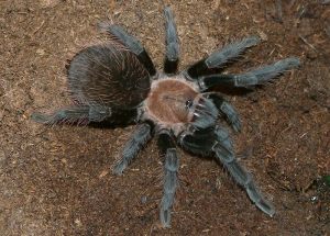 Brachypelma verdezi